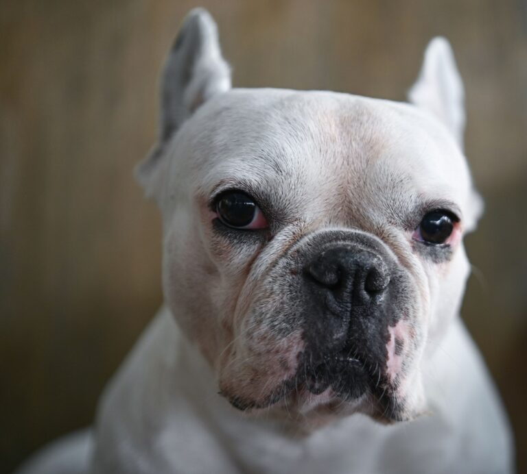 Dog face, French bulldog, white dog, wrinkled face, close-up fac